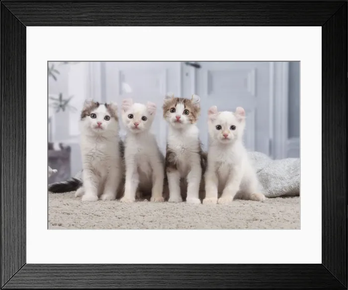 Framed Print : AMERICAN CURL