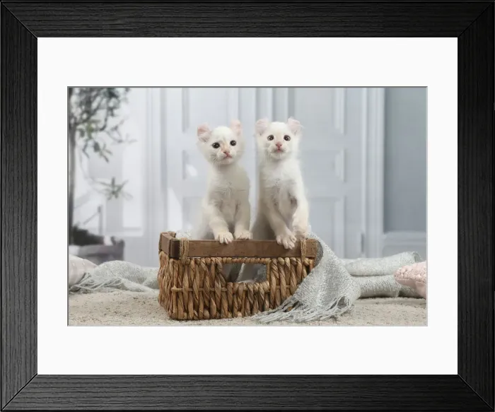 Framed Print : AMERICAN CURL Framed Print : AMERICAN CURL