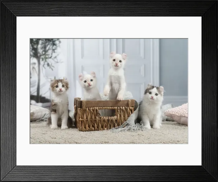 Framed Print : AMERICAN CURL Framed Print : AMERICAN CURL