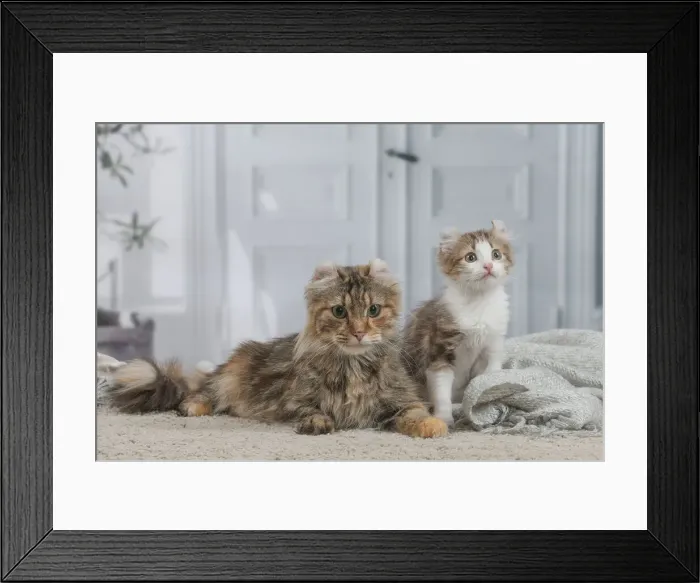Framed Print : AMERICAN CURL Framed Print : AMERICAN CURL
