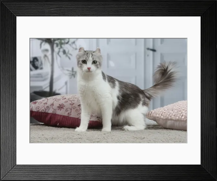 Framed Print : AMERICAN CURL Framed Print : AMERICAN CURL