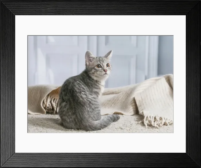 Framed Print : Chaton de gouttiere Framed Print : Chaton de gouttiere