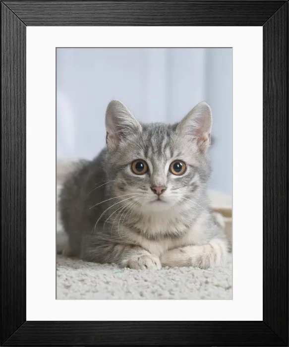 Framed Print : Chaton de gouttiere Framed Print : Chaton de gouttiere