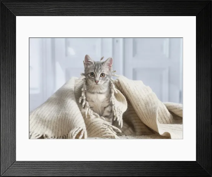 Framed Print : Chaton de gouttiere Framed Print : Chaton de gouttiere