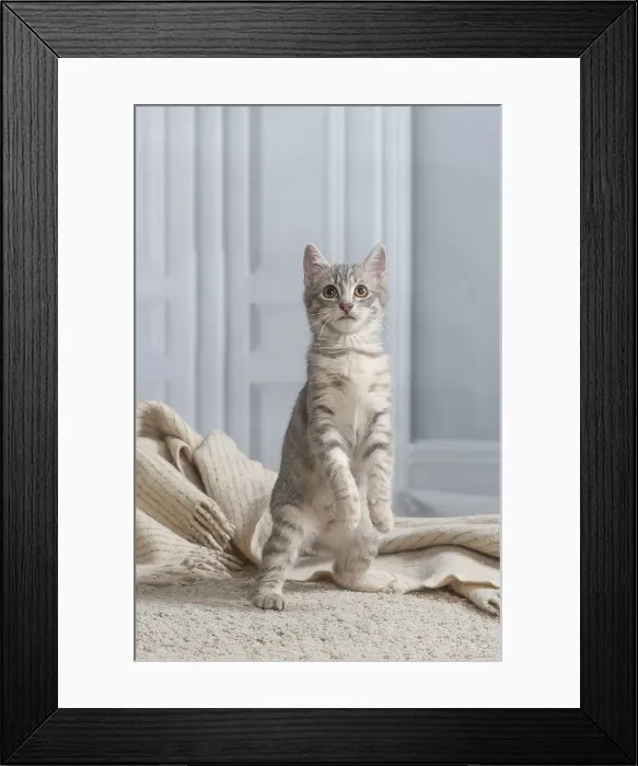 Framed Print : Chaton de gouttiere Framed Print : Chaton de gouttiere
