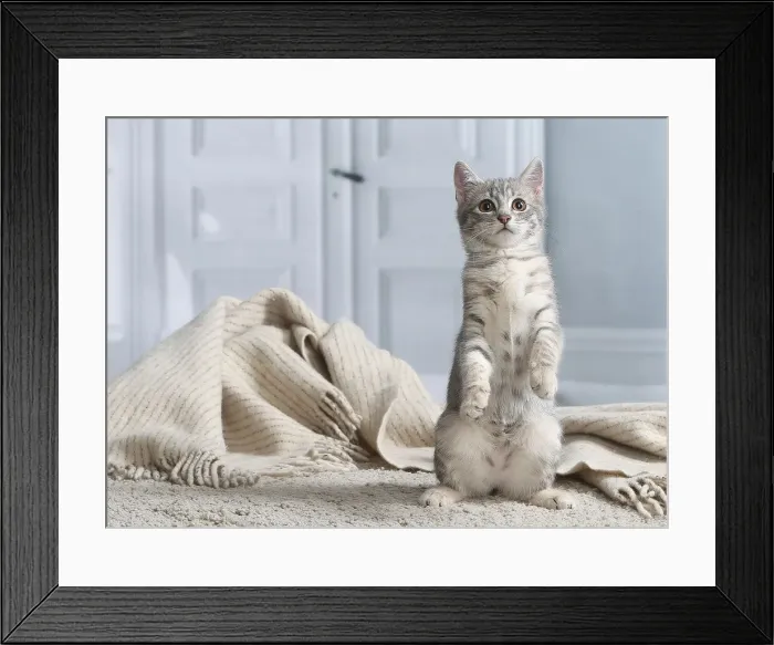 Framed Print : Chaton de gouttiere Framed Print : Chaton de gouttiere