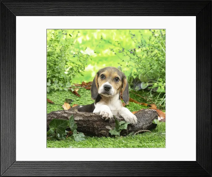 Framed Print : CHIOT BEAGLE Framed Print : CHIOT BEAGLE