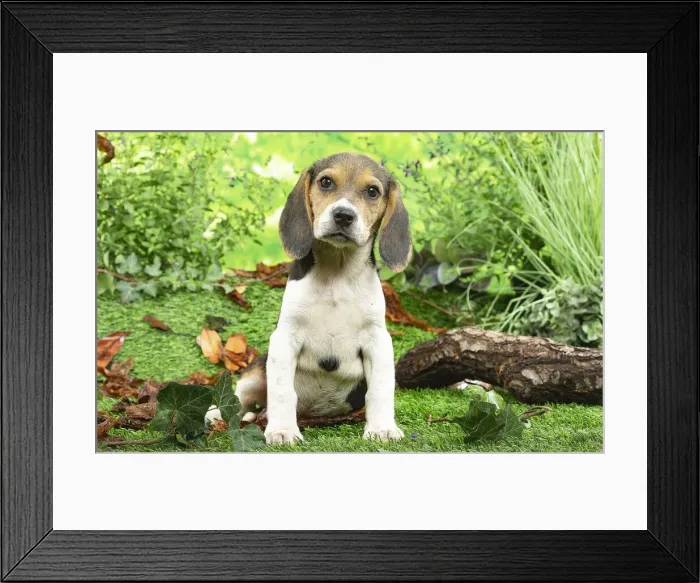 Framed Print : CHIOT BEAGLE Framed Print : CHIOT BEAGLE
