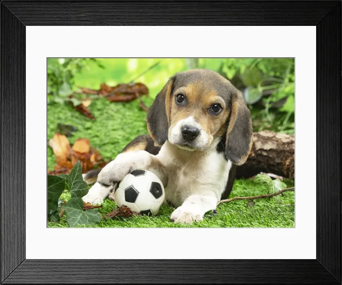 Framed Print : CHIOT BEAGLE Framed Print : CHIOT BEAGLE