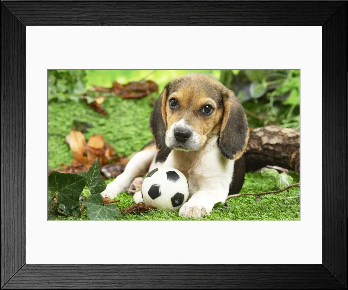Framed Print : CHIOT BEAGLE Framed Print : CHIOT BEAGLE