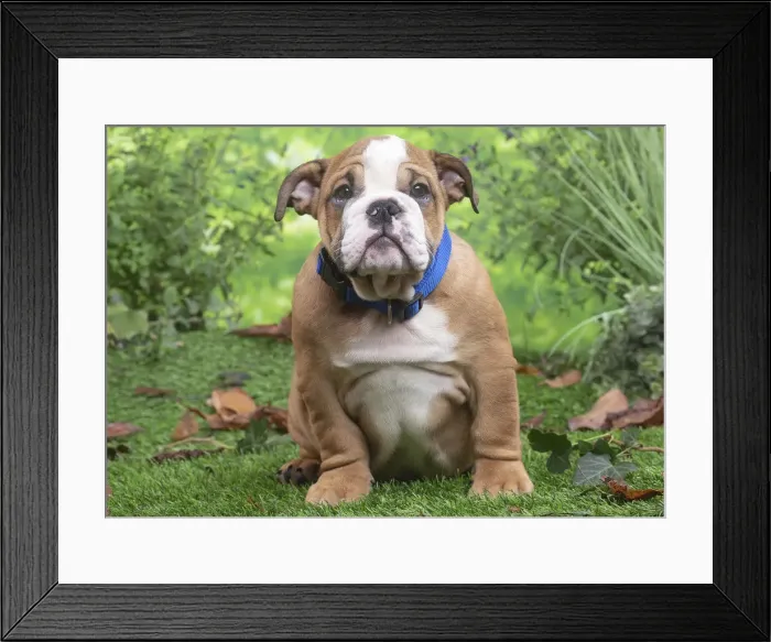 Framed Print : CHIOT BULLDOG ANGLAIS Framed Print : CHIOT BULLDOG ANGLAIS