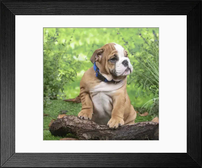 Framed Print : CHIOT BULLDOG ANGLAIS Framed Print : CHIOT BULLDOG ANGLAIS