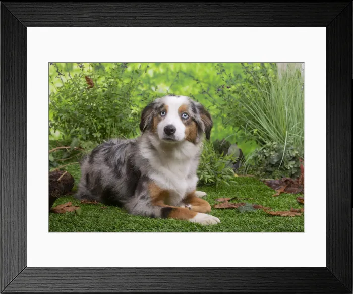 Framed Print : Berger australien Framed Print : Berger australien