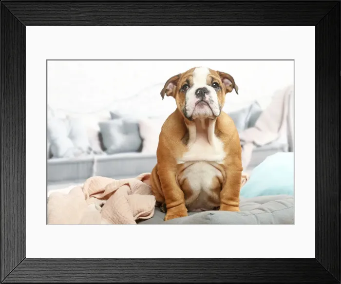 Framed Print : CHIOT BULLDOG ANGLAIS Framed Print : CHIOT BULLDOG ANGLAIS