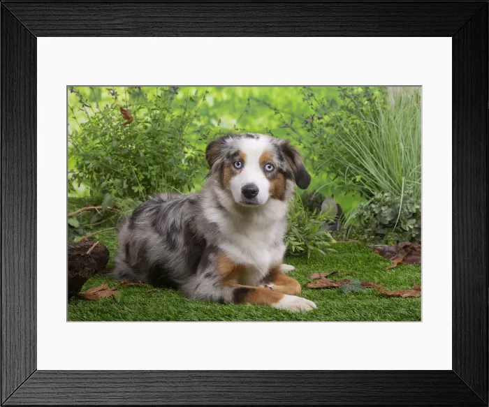 Framed Print : Berger australien Framed Print : Berger australien
