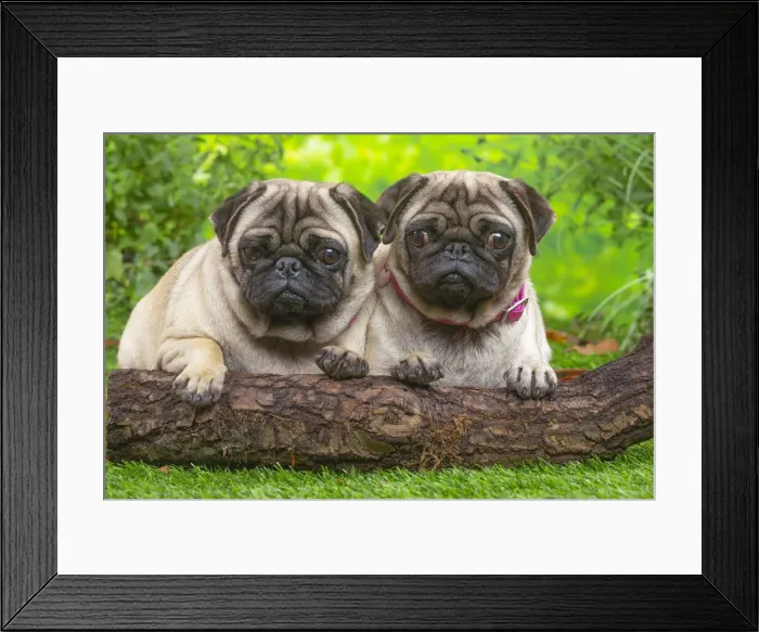 Framed Print : CARLIN. Two pugs lying down outside in the garden Framed Print : CARLIN. Two pugs lying down outside in the garden