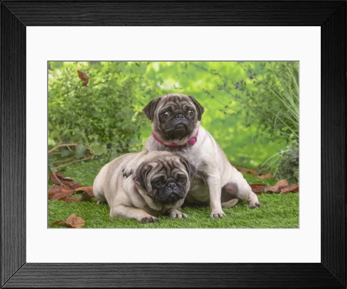 Framed Print : CARLIN. Two pugs lying down outside in the garden Framed Print : CARLIN. Two pugs lying down outside in the garden