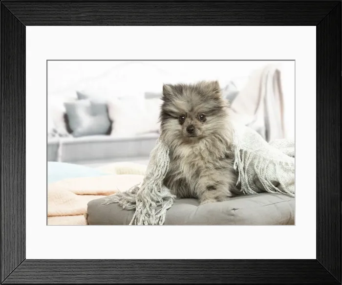 Framed Print : SPITZ. Pomeranian dog lying down indoors Framed Print : SPITZ. Pomeranian dog lying down indoors
