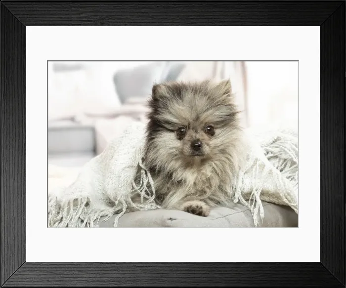 Framed Print : SPITZ. Pomeranian dog lying down indoors Framed Print : SPITZ. Pomeranian dog lying down indoors