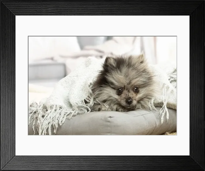 Framed Print : SPITZ. Pomeranian dog lying down indoors Framed Print : SPITZ. Pomeranian dog lying down indoors