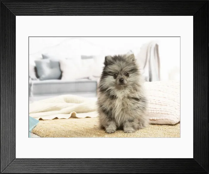 Framed Print : SPITZ. Pomeranian dog lying down indoors Framed Print : SPITZ. Pomeranian dog lying down indoors