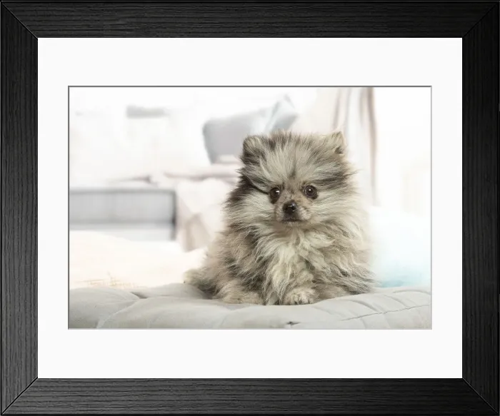 Framed Print : SPITZ. Pomeranian dog lying down indoors Framed Print : SPITZ. Pomeranian dog lying down indoors