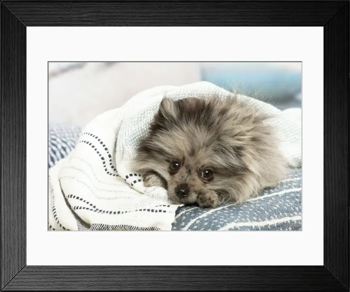 Framed Print : SPITZ. Pomeranian dog lying down indoors Framed Print : SPITZ. Pomeranian dog lying down indoors