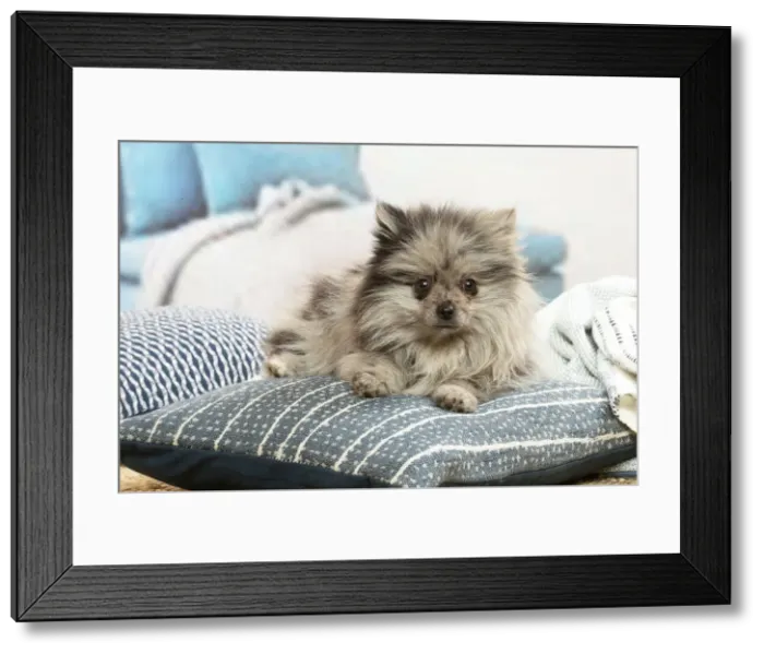 Framed Print : SPITZ. Pomeranian dog lying down indoors Framed Print : SPITZ. Pomeranian dog lying down indoors