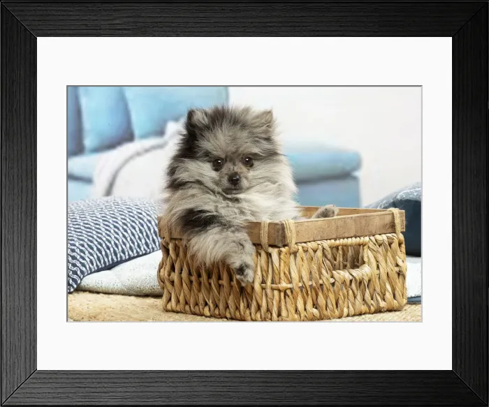 Framed Print : SPITZ. Pomeranian puppy sitting in a basket indoors