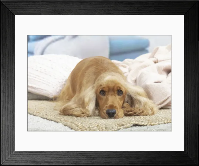 Framed Print : COCKER SPANIEL Framed Print : COCKER SPANIEL