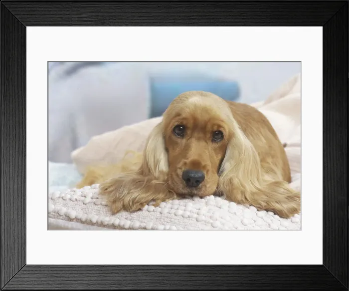 Framed Print : COCKER SPANIEL Framed Print : COCKER SPANIEL