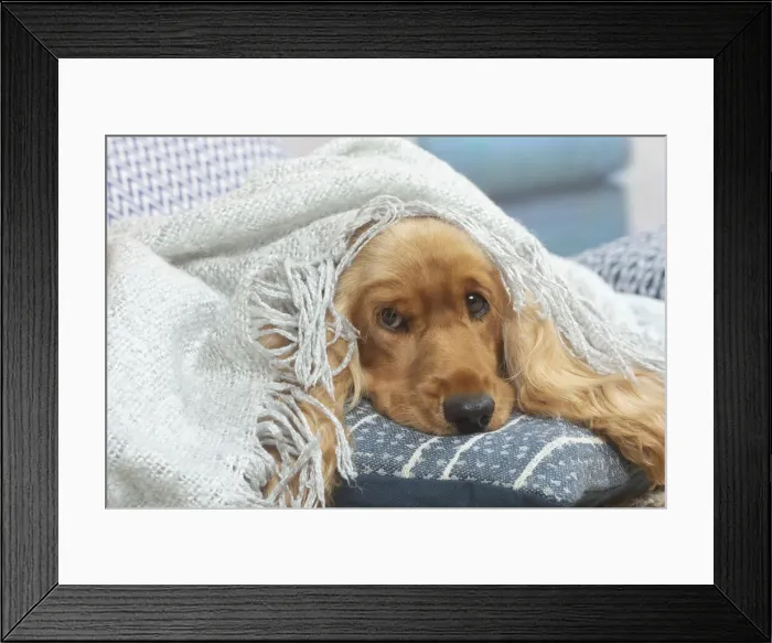 Framed Print : COCKER SPANIEL Framed Print : COCKER SPANIEL
