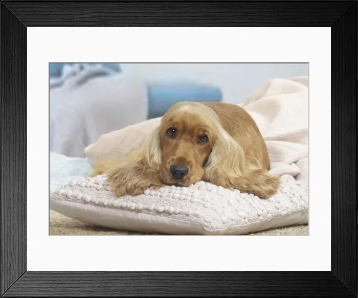 Framed Print : COCKER SPANIEL Framed Print : COCKER SPANIEL