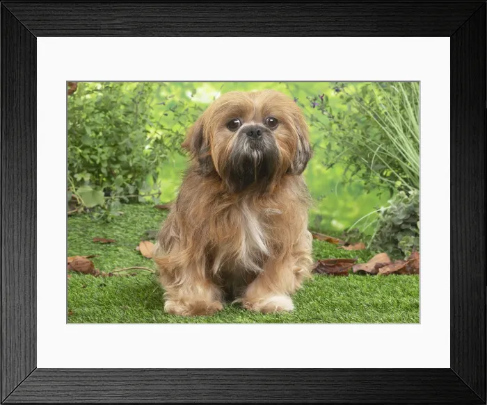 Framed Print : LHASSA APSO Framed Print : LHASSA APSO