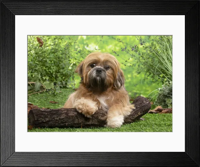Framed Print : LHASSA APSO Framed Print : LHASSA APSO
