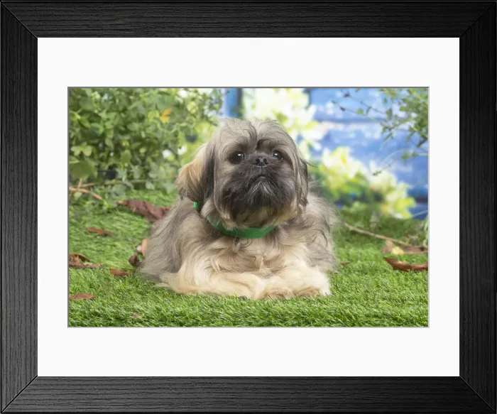 Framed Print : LHASSA APSO Framed Print : LHASSA APSO