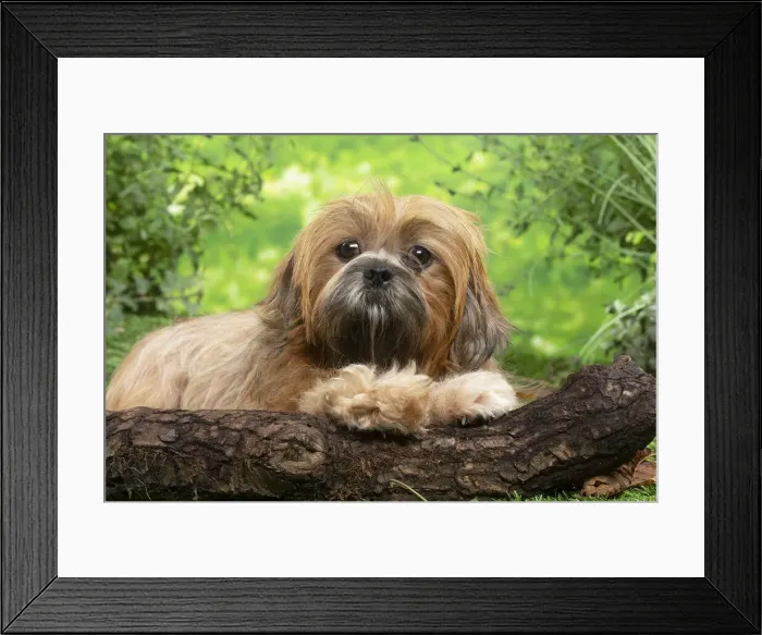 Framed Print : LHASSA APSO