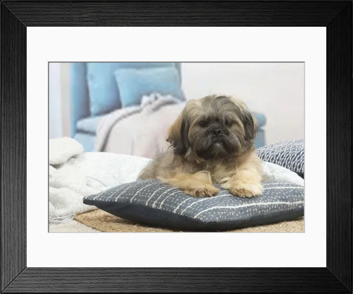 Framed Print : LHASSA APSO Framed Print : LHASSA APSO
