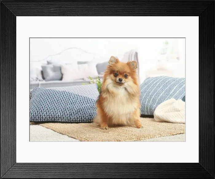 Framed Print : Spitz nain Framed Print : Spitz nain