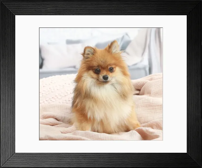 Framed Print : Spitz nain Framed Print : Spitz nain