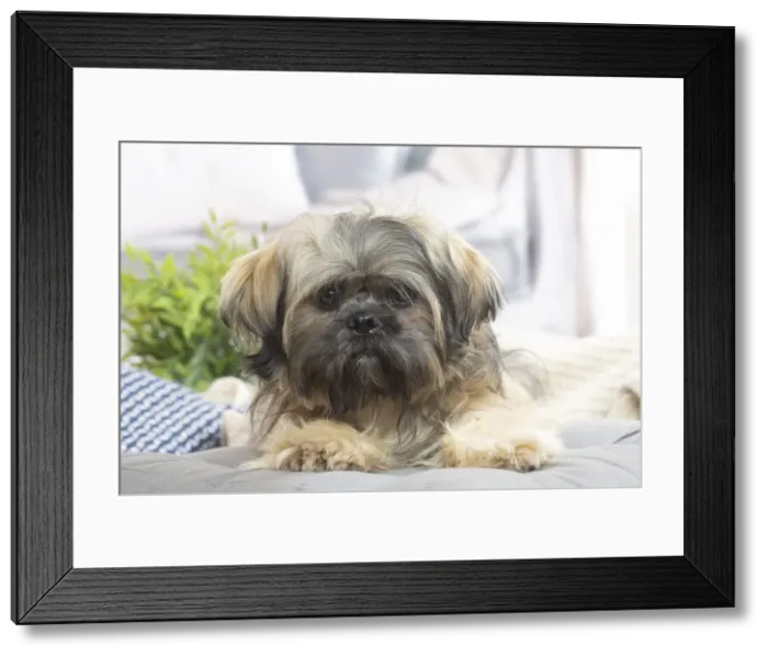 Framed Print : LHASSA APSO Framed Print : LHASSA APSO