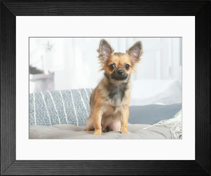 Framed Print : Chihuahua dog sitting indoors in the living room Framed Print : Chihuahua dog sitting indoors in the living room