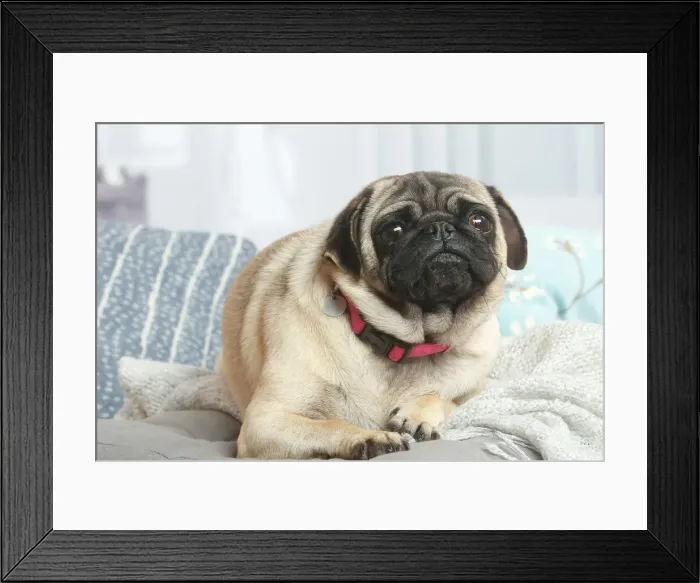 Framed Print : Pug dog indoors in the living room Framed Print : Pug dog indoors in the living room