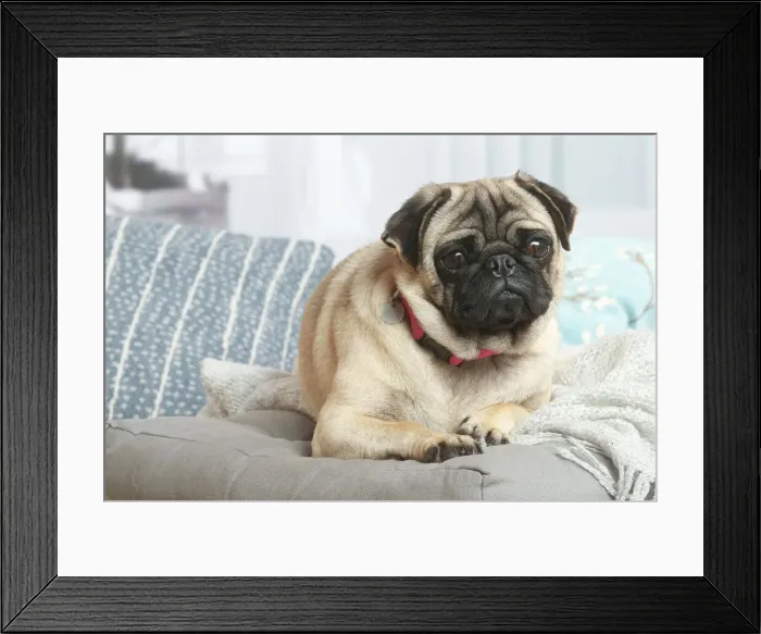 Framed Print : Pug dog indoors in the living room Framed Print : Pug dog indoors in the living room
