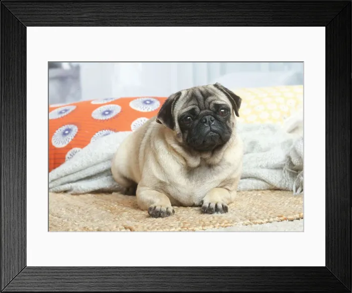 Framed Print : Pug dog indoors in the living room Framed Print : Pug dog indoors in the living room