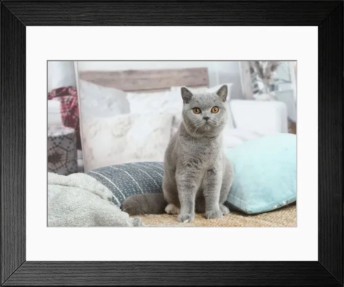Framed Print : British. Grey British Shorthair cat indoors in the living room Framed Print : British. Grey British Shorthair cat indoors in the living room