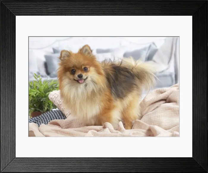 Framed Print : Spitz nain Framed Print : Spitz nain