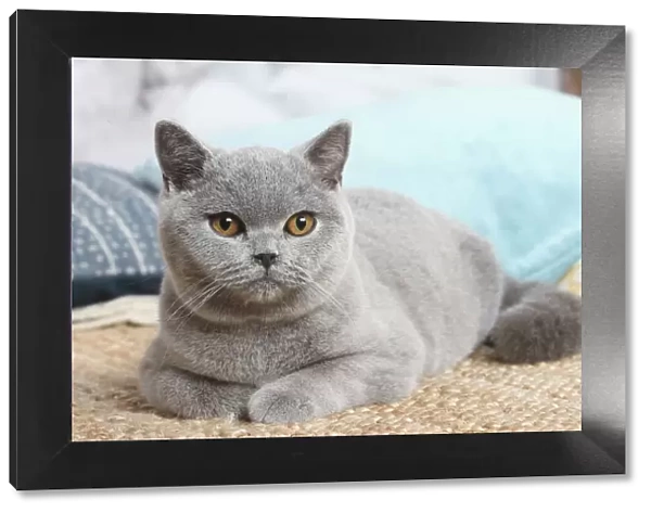 British. Grey British Shorthair cat indoors in the living room