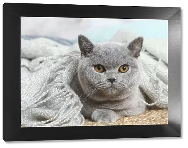 British. Grey British Shorthair cat indoors in the living room
