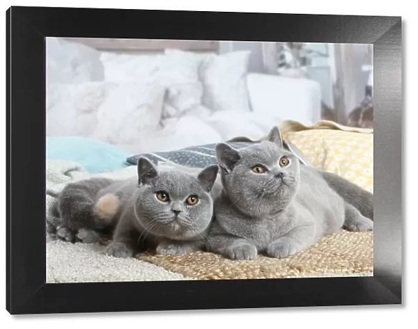 British. Grey British Shorthair cats indoors in the living room